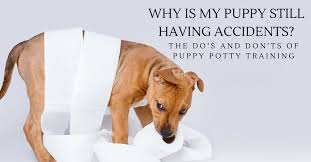 puppy potty accidents